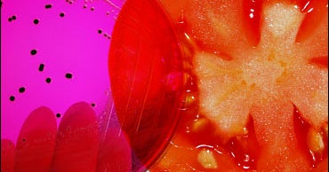 Tomato Salmonella Spreads To 17 States - CBS News