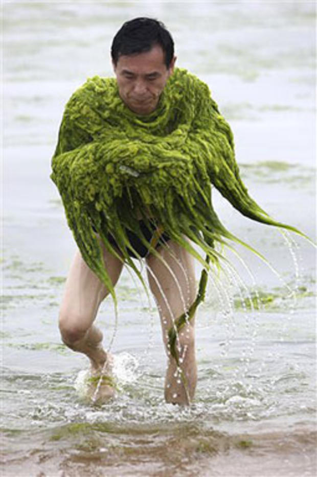 Algae Attack 