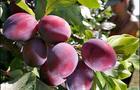 Plums growing on a tree 