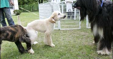 Snuppy's Puppies: 1st Cloned Dog Is A Dad - CBS News