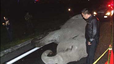 An escaped circus elephant died in a bus crash on a busy Mexican highway. 
