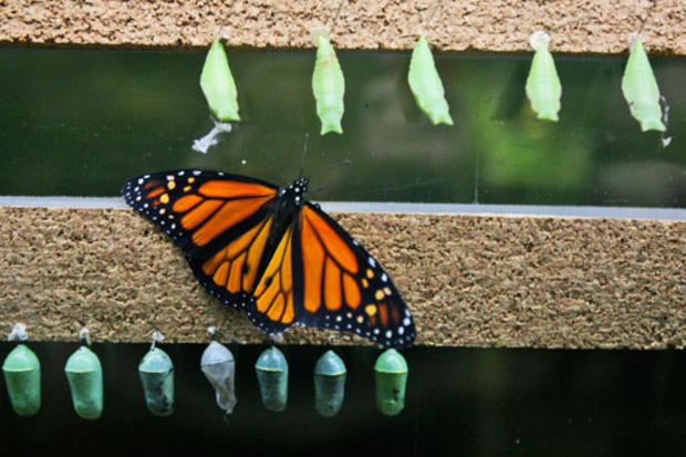 Monarch's Metamorphosis 