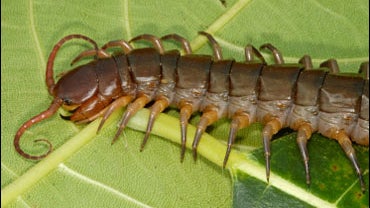 Centipede 
