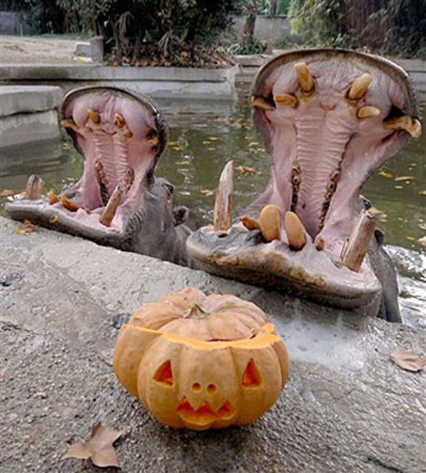 Halloween Hippos 