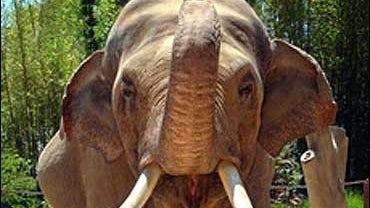 Elephant Exhibit_LA Zoo 