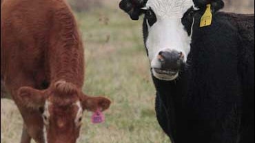 Cows In Montgomery, Ala., Dec. 4, 2008 