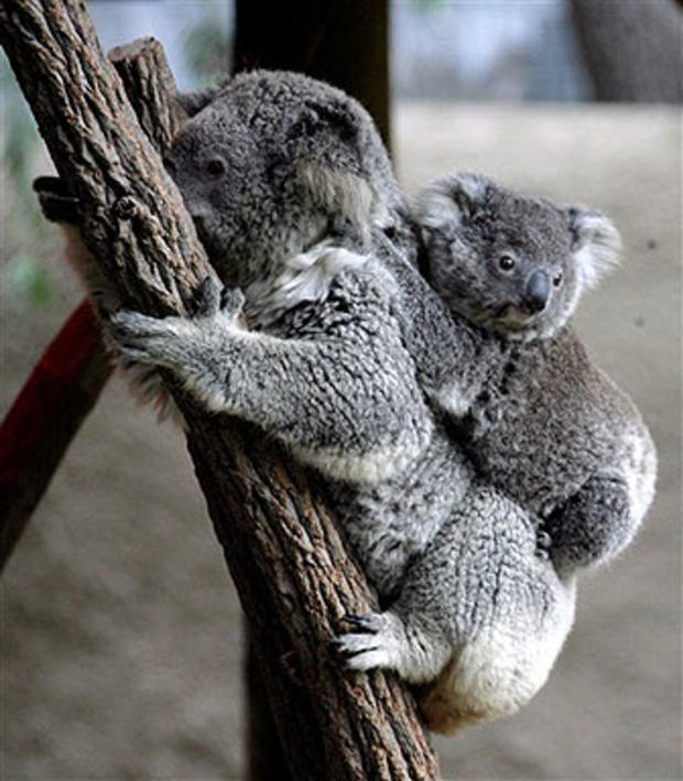 Koala Carry 