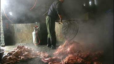 A worker takes out pig heads stewed in a wok at an unregulated meat processing shop in southwest China's Chongqing Municipality 