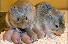 prairie voles, love, brain chemistry 