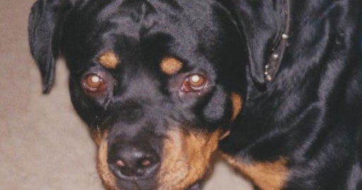 S.C. Woman Mauled to Death by 2 Dogs - CBS News
