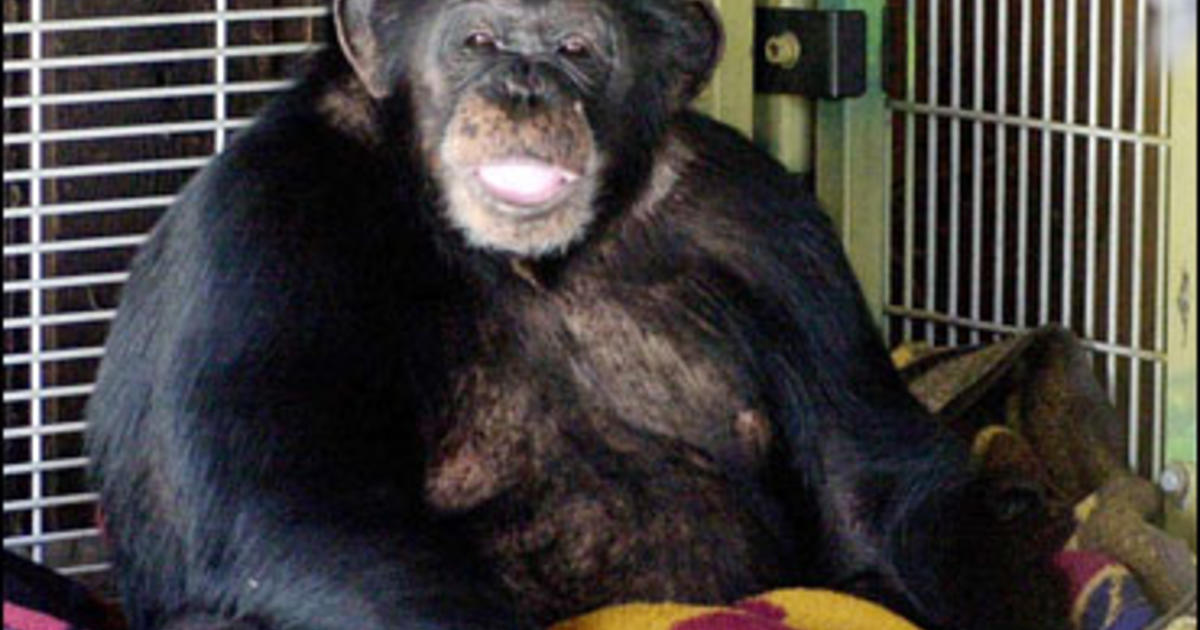 chimpanzee face ripping