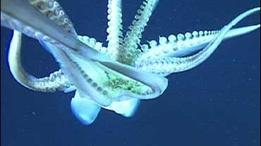 Humboldt squid (Dosidicus gigas) off the coast of California 