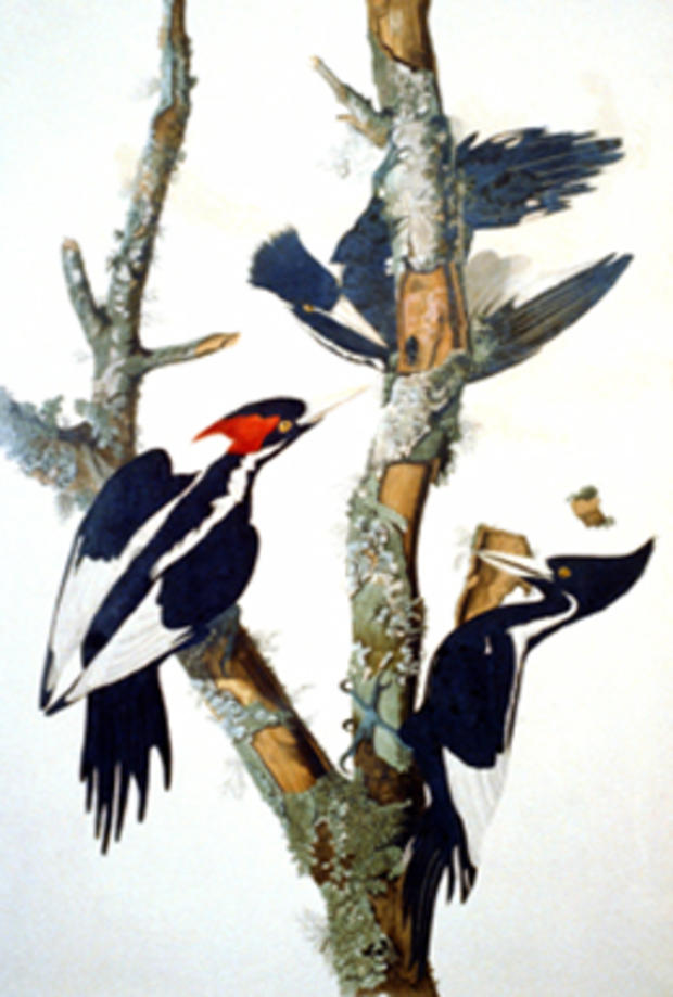Sounds Of The Ivory-Billed Woodpecker 