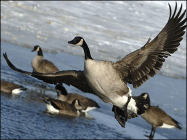 Canada Goose, geese 