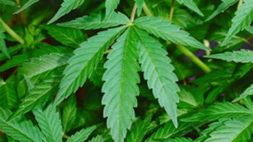Marijuana plants 