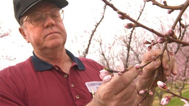 In this Monday, March 15, 2004 picture, Kline Cash looks over the buds on peach trees at Cash Farms in Cherokee County. Cash was killed on June 27, 2009 at his home in Cherokee County, S.C. Investigators are looking for a serial killer believed to have sh 