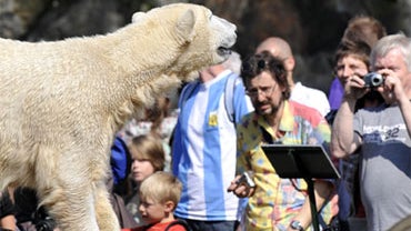 Famous polar bear Knut, left, is seen in his enclousure at Berlin Zoo in Berlin, Friday, April 10, 2009. 