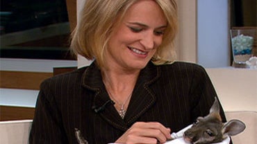 On "The Early Show," Christina Cooper Holds "Skippy," the Kangaroo She Rescued. 