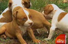 Nine puppies were rescued from a burning house in Charlotte, N.C. on Wednesday, July 29, 2009. 