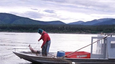 In this July 7, 2001 file photo, Charlie Boulding pulls in a salmon from his gill net along the Yukon River in Alaska. 