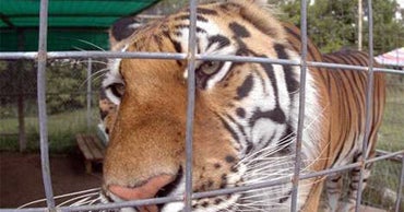 Ohio Tigers Close to Joining Homeless CBS News