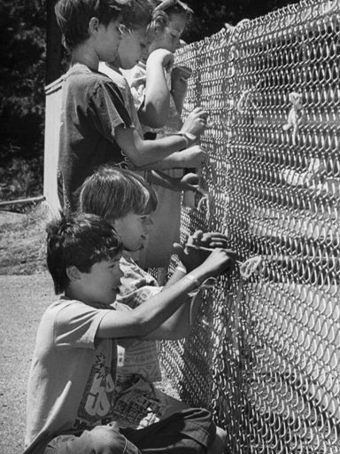 Jaycee Lee Dugard's classmates put up pink ribbons 