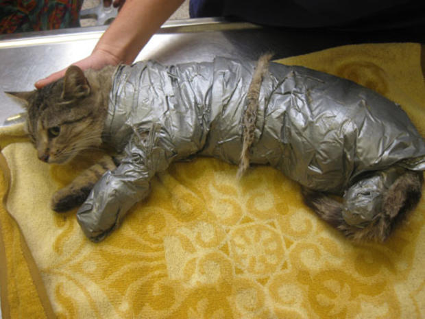 sticky the cat that was duct-taped 