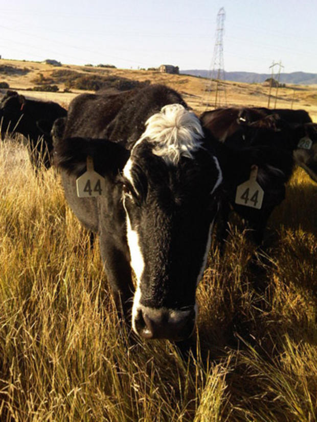 Caring for Cattle 