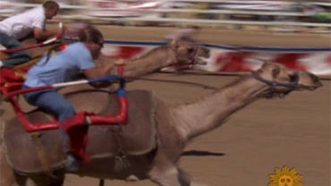 Camel racing in Virginia City, Nevada. 