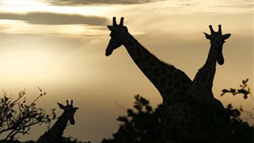 In this Aug. 2, 2009 photo, giraffes from Africa's most endangered giraffe subspecies feed at sunrise, in the bush near Koure, Niger. By all accounts, they should be extinct. Instead, their numbers have quadrupled to 200 since 1996, an unlikely boon exper 