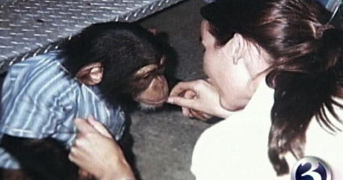 face torn off by chimp