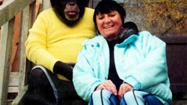 Travis the killer chimpanzee and owner Sandra Herold, undated photo. 
