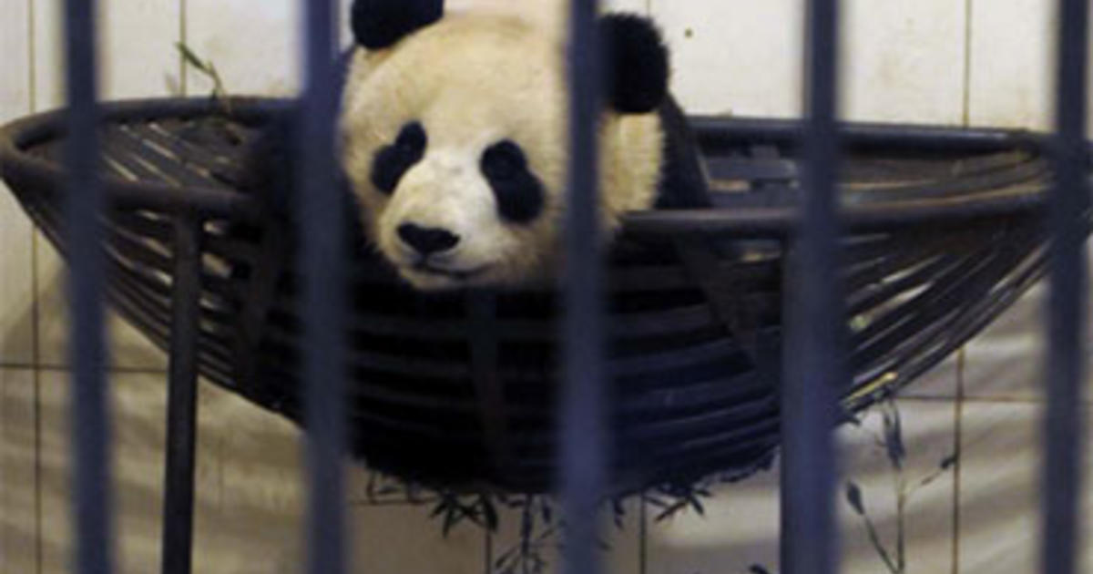 Australia Welcomes Giant Panda Pair - CBS News