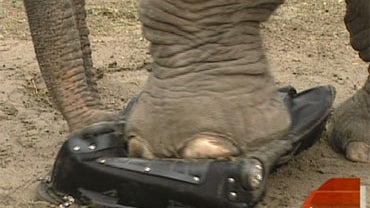 Elephant stomping on luggage, in test of bag's strength 