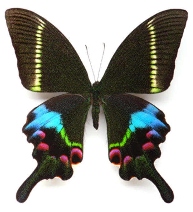 Kristina Swallowtail Butterfly 