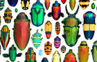 Christopher Marley's "Coleoptera Mosaic" 