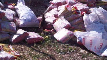 A rooster hunts for food at the site of a pasta factory in Port-au-Prince, Haiti. 