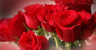 Roses: All You Need to Know - CBS News