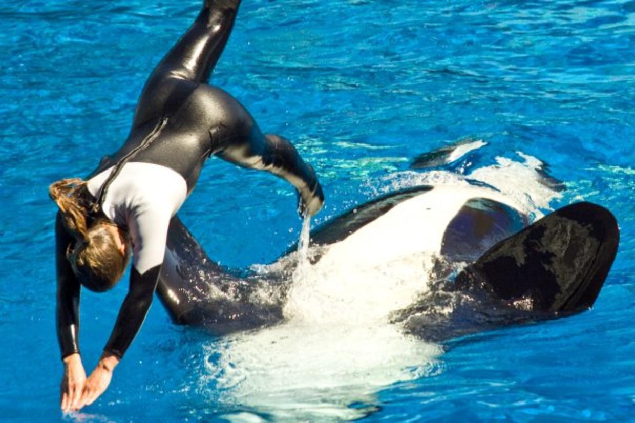 Dawn Brancheau SeaWorld Trainer Killed