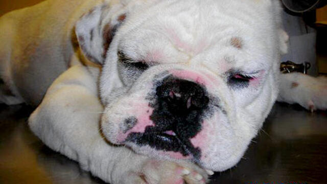 Bull dog beaten with shovel 