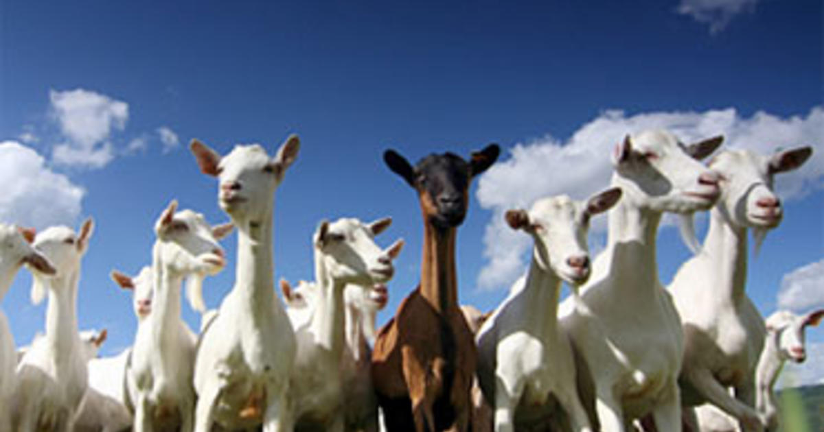Goat Abuse: No Kidding, Montana Rancher Charged With Starving 200 Animals  to Death - CBS News