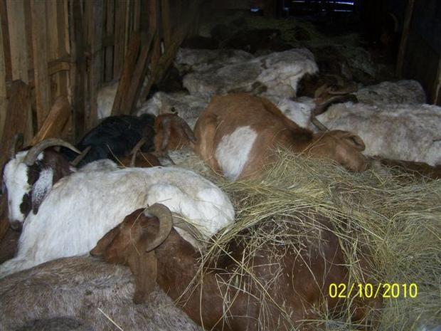About 200 goats found dead in a barn Dodson-area rancher. 