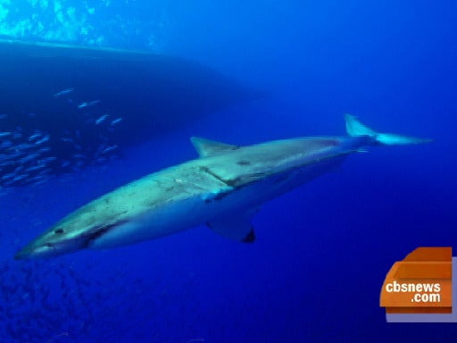 13--sharkalonelong.jpg 