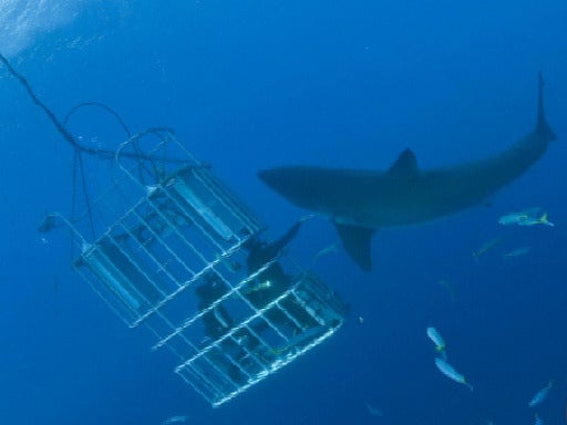 8--sharkcage.jpg 