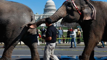Elephants-Washington.jpg 