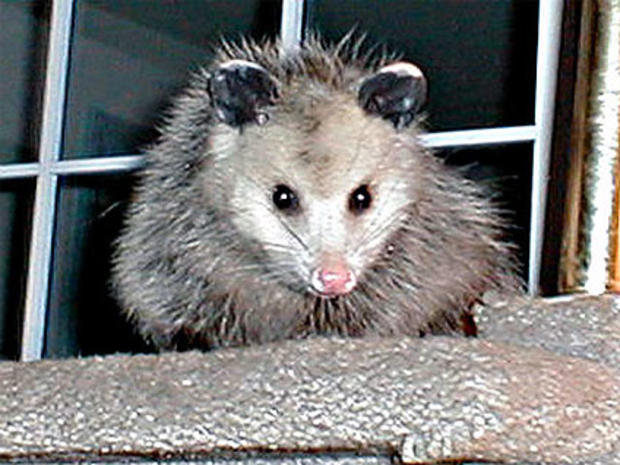 Opossum (AP Photo, file) 
