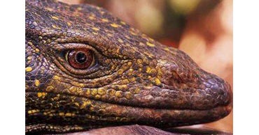 Leaping Lizards A New Species Discovered CBS News