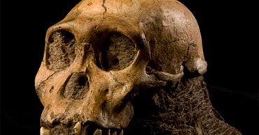 2 Million-Year-Old Skeletons Reveal Man-Ape Link - CBS News