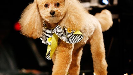 Dog-Fashion-Show.jpg 