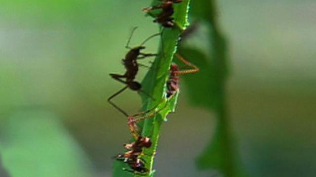 sm_ants_0425.jpg 